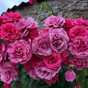 Pink Perpetue Climbing Rose (Rosa Pink Perpetue) 2